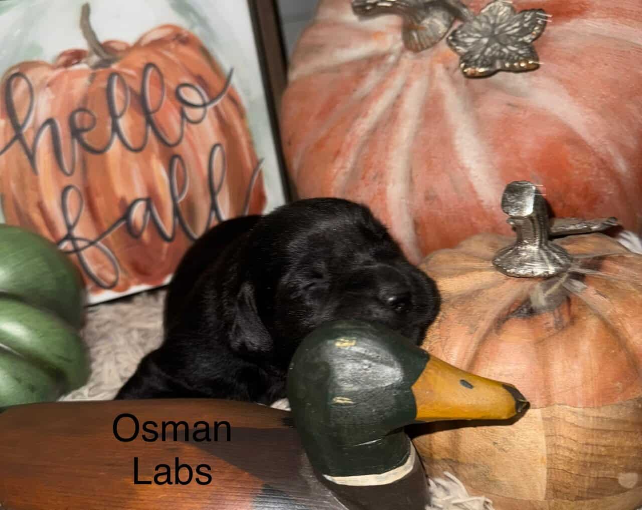 Black lab puppies available November 13th image 13