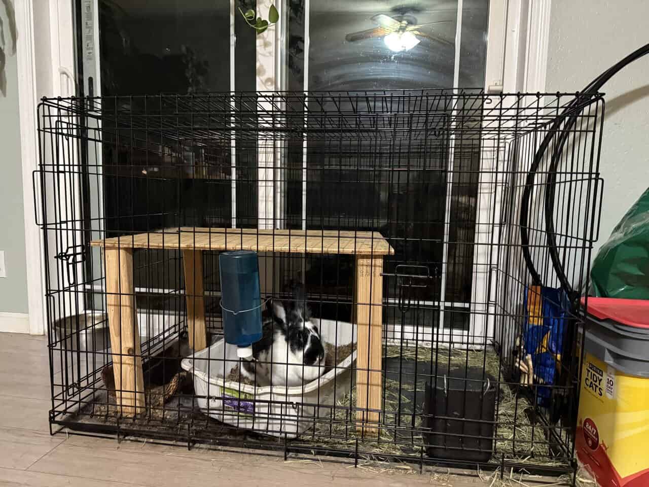 🐰 2-Year-Old California Cross Lionhead Rabbit image 3