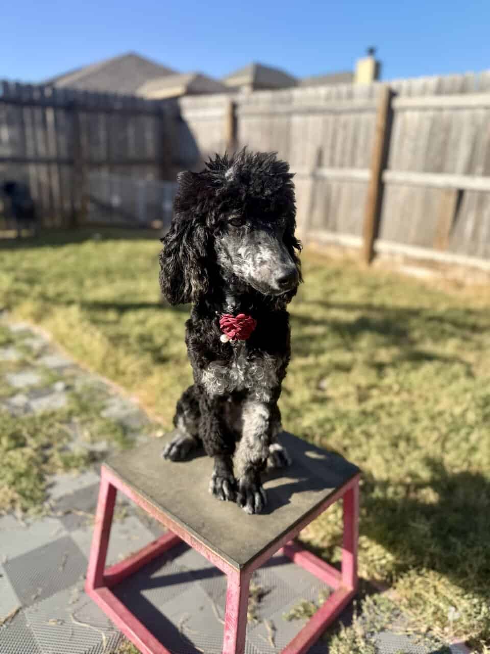 Moyen Standard Poodles image 4