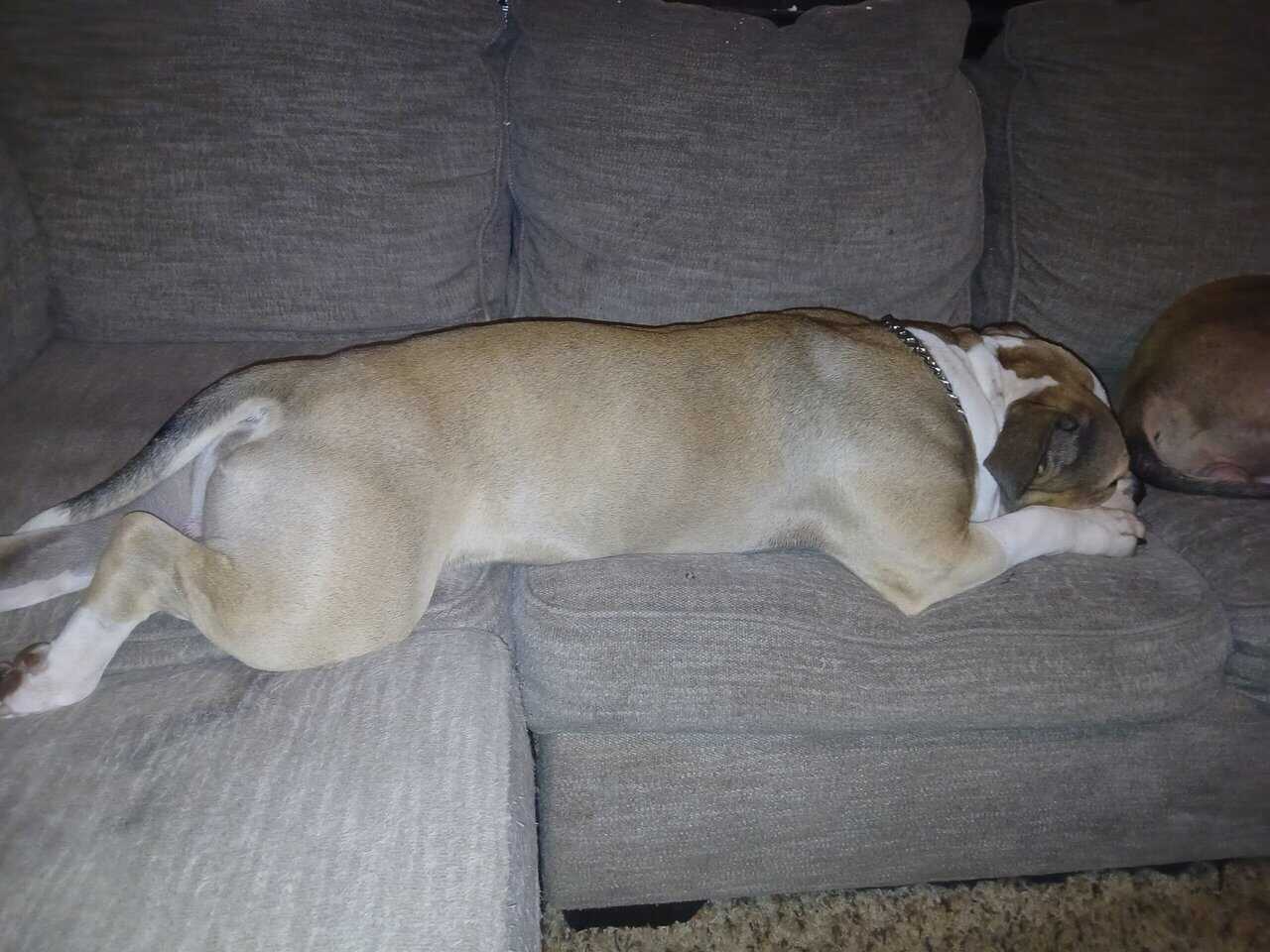 Adorable American Bully Pups image 9