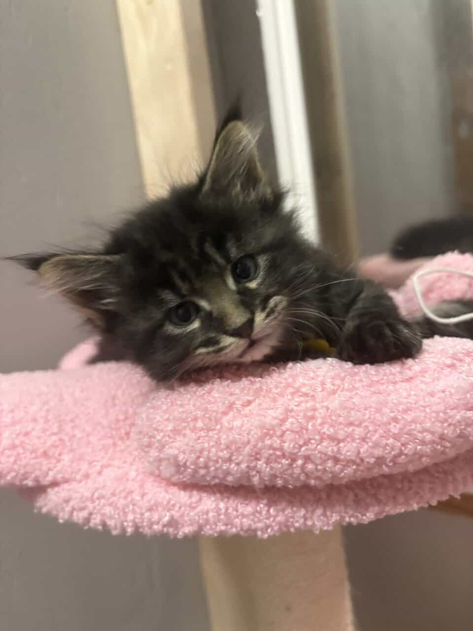 Maine Coon Kittens image 2
