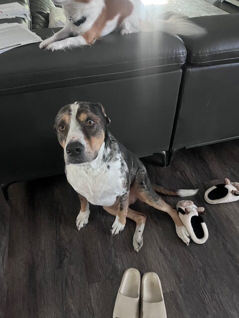 Dog for adoption (free) image 1