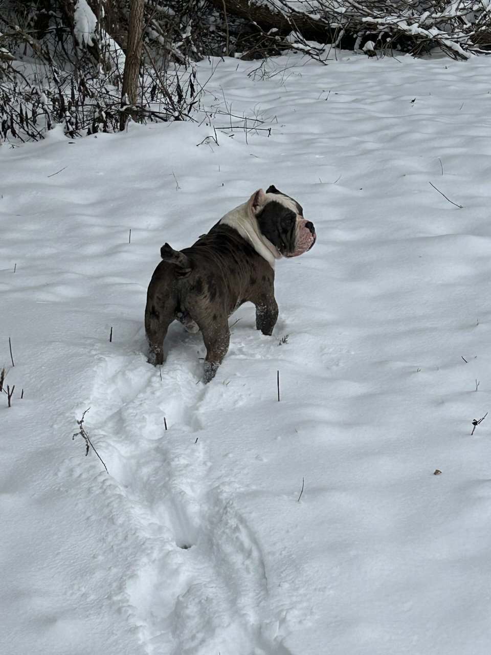 American Bullys image 14