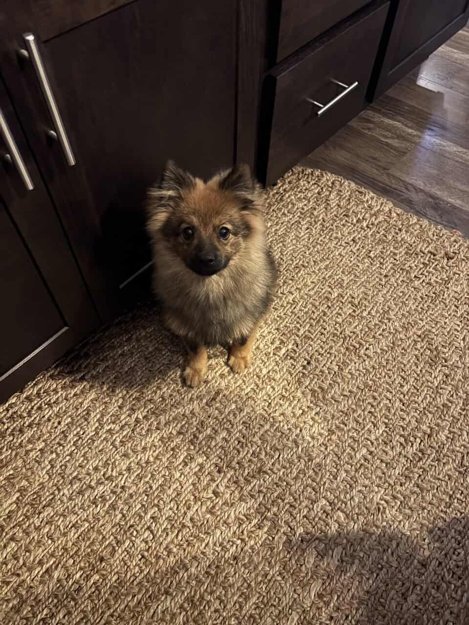 7 Month-old Pomeranian image 3