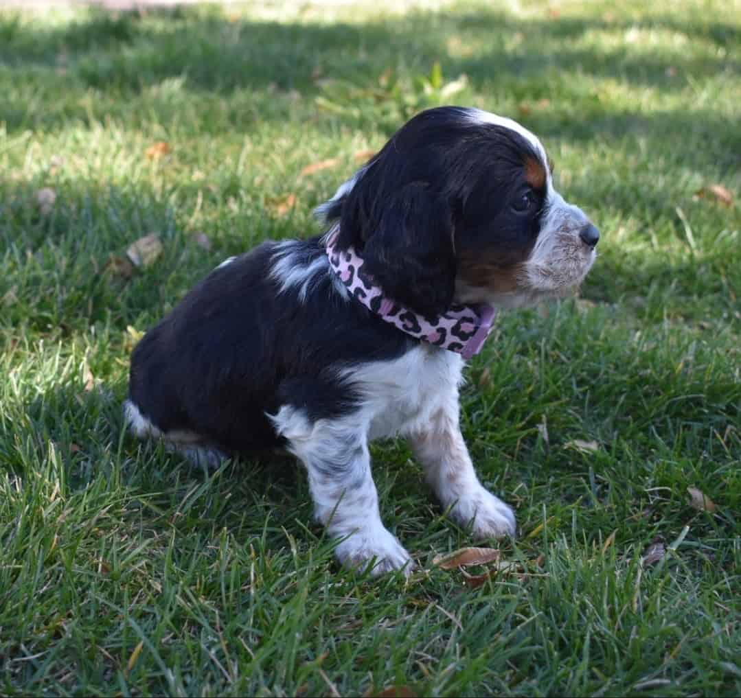 English Springer Spaniels image 8