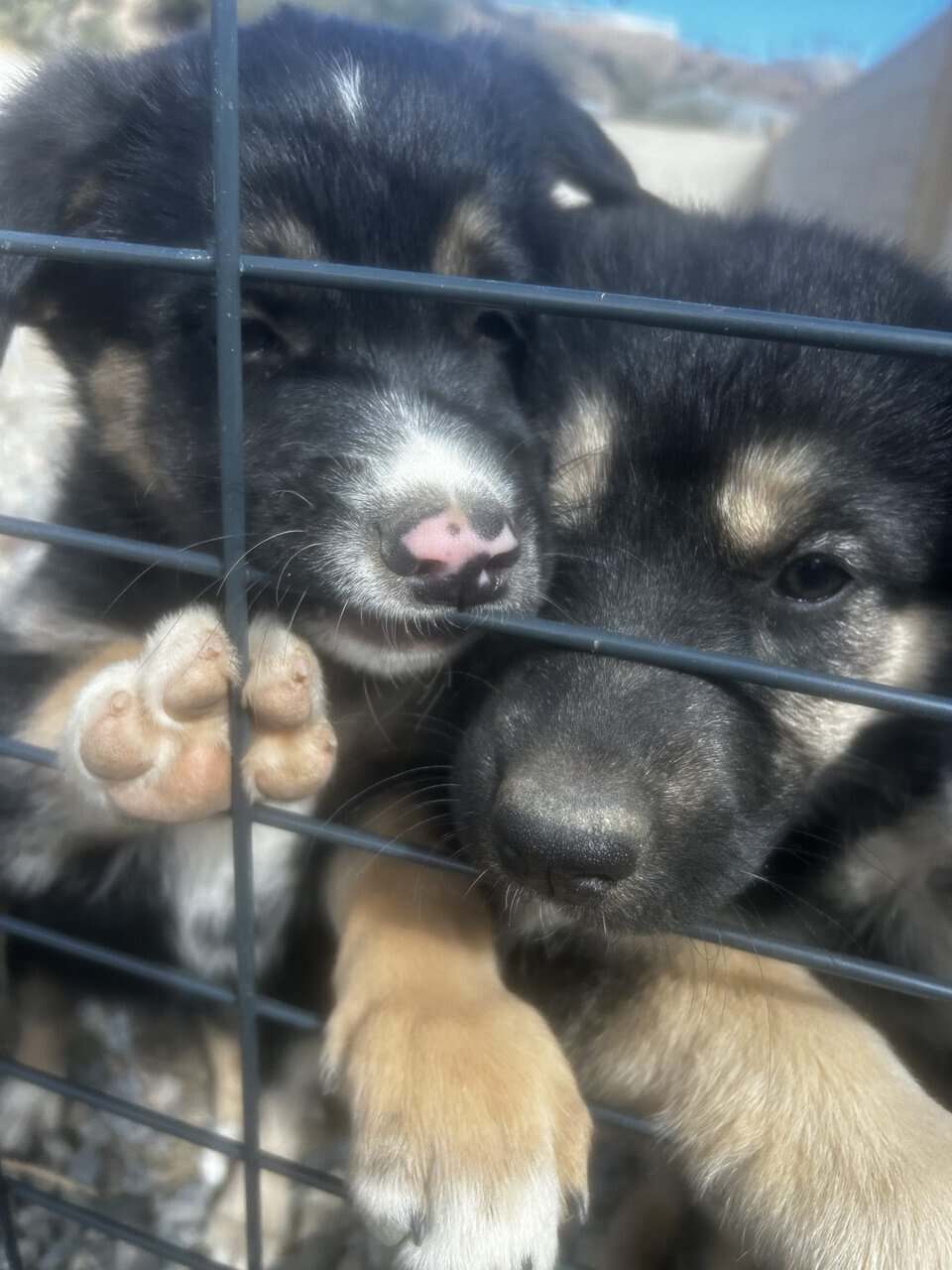 8 puppiess for free image 2