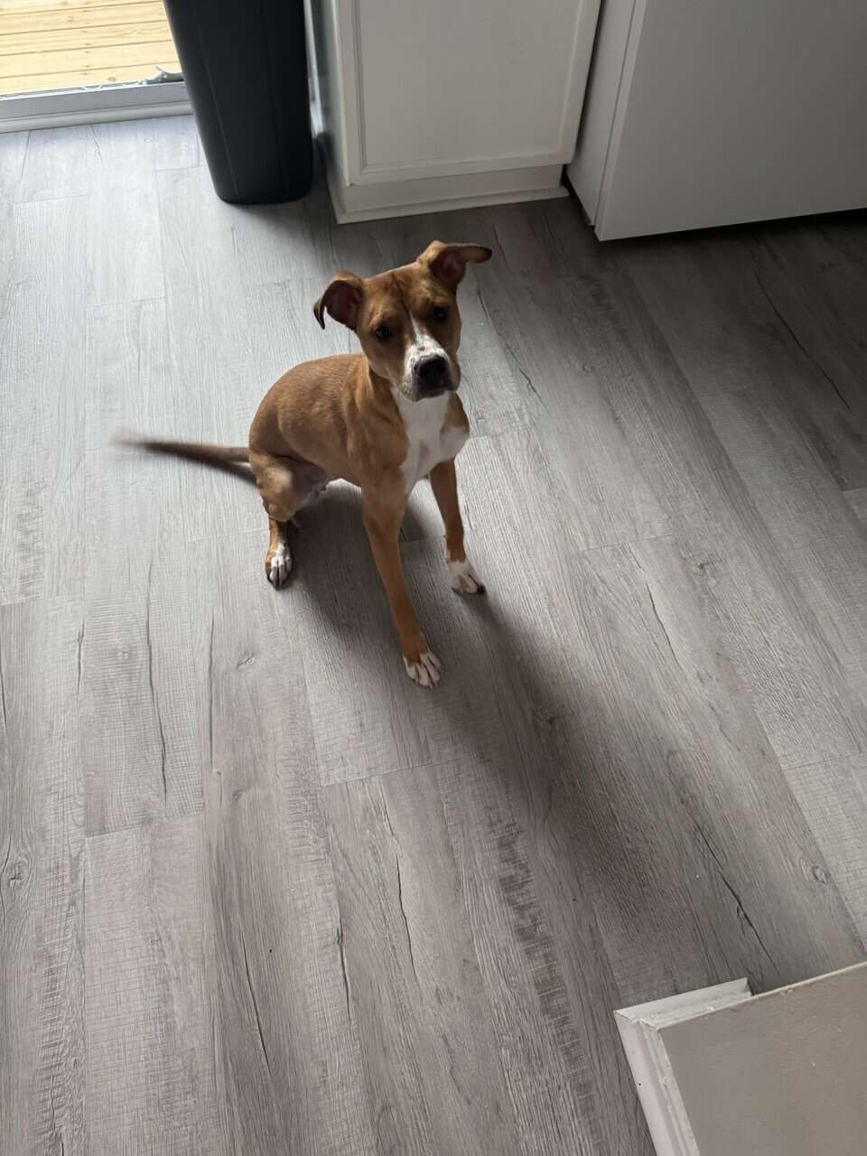 Looking for a loving family for Olive! image 1