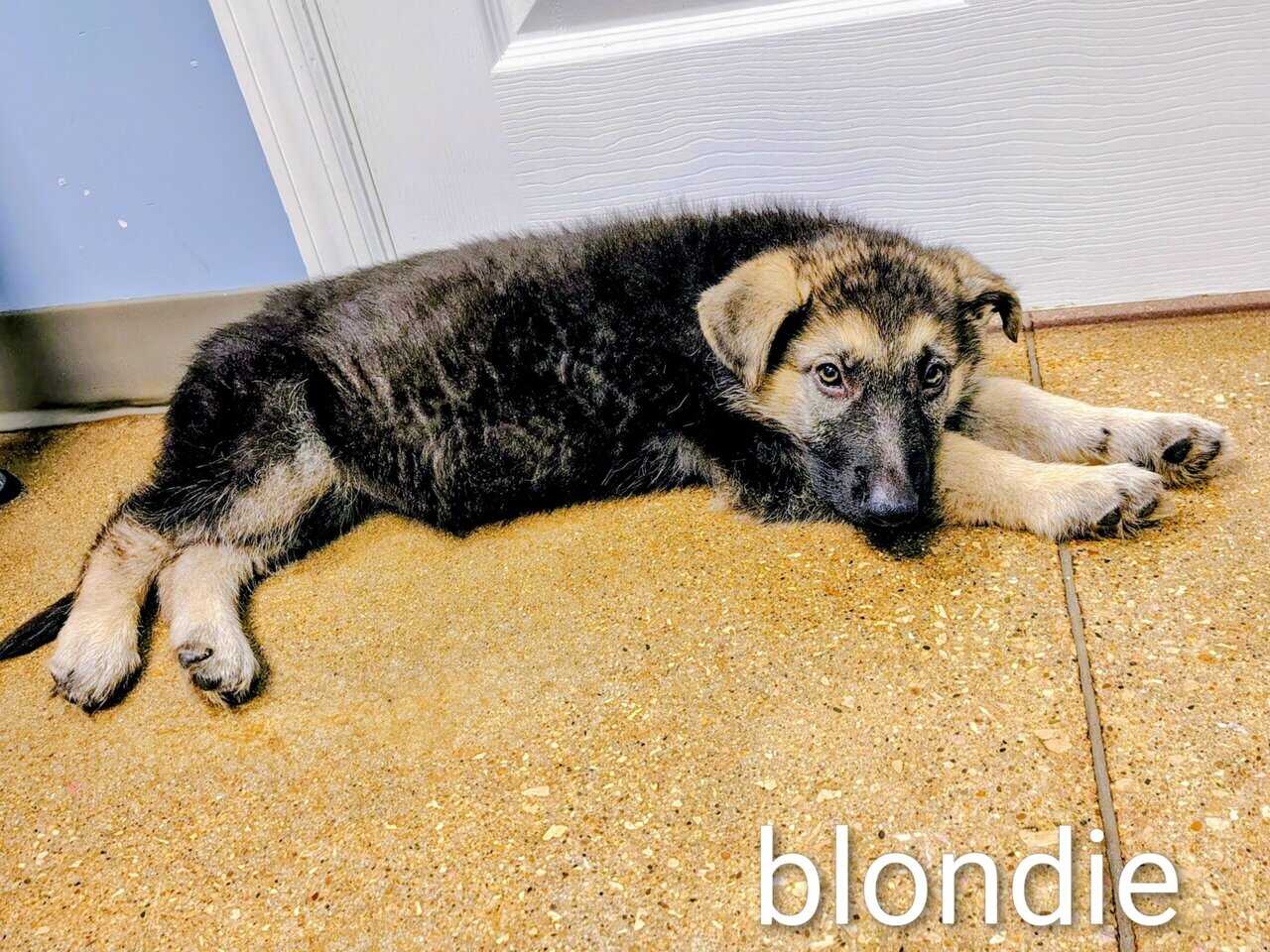 AKC German Shepherd puppies, 5 boys, 10wks image 5