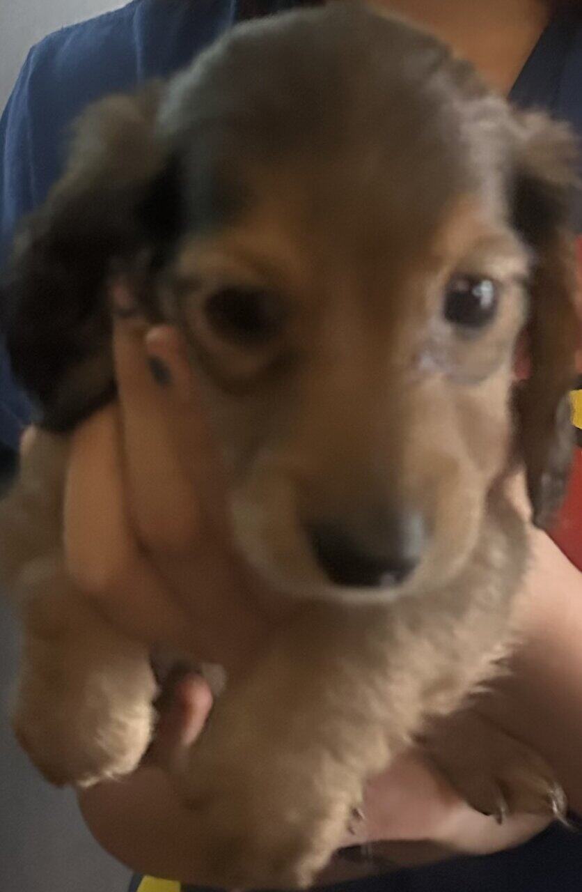 Mini Dachshund image 2