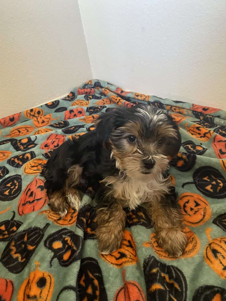 Yorkie puppy image 3