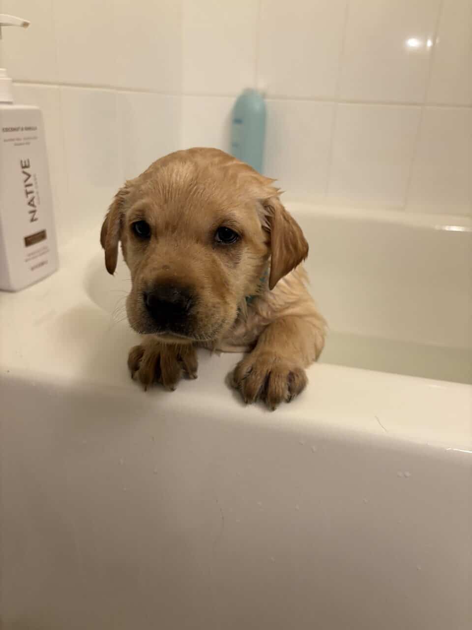 Labrador puppies image 1