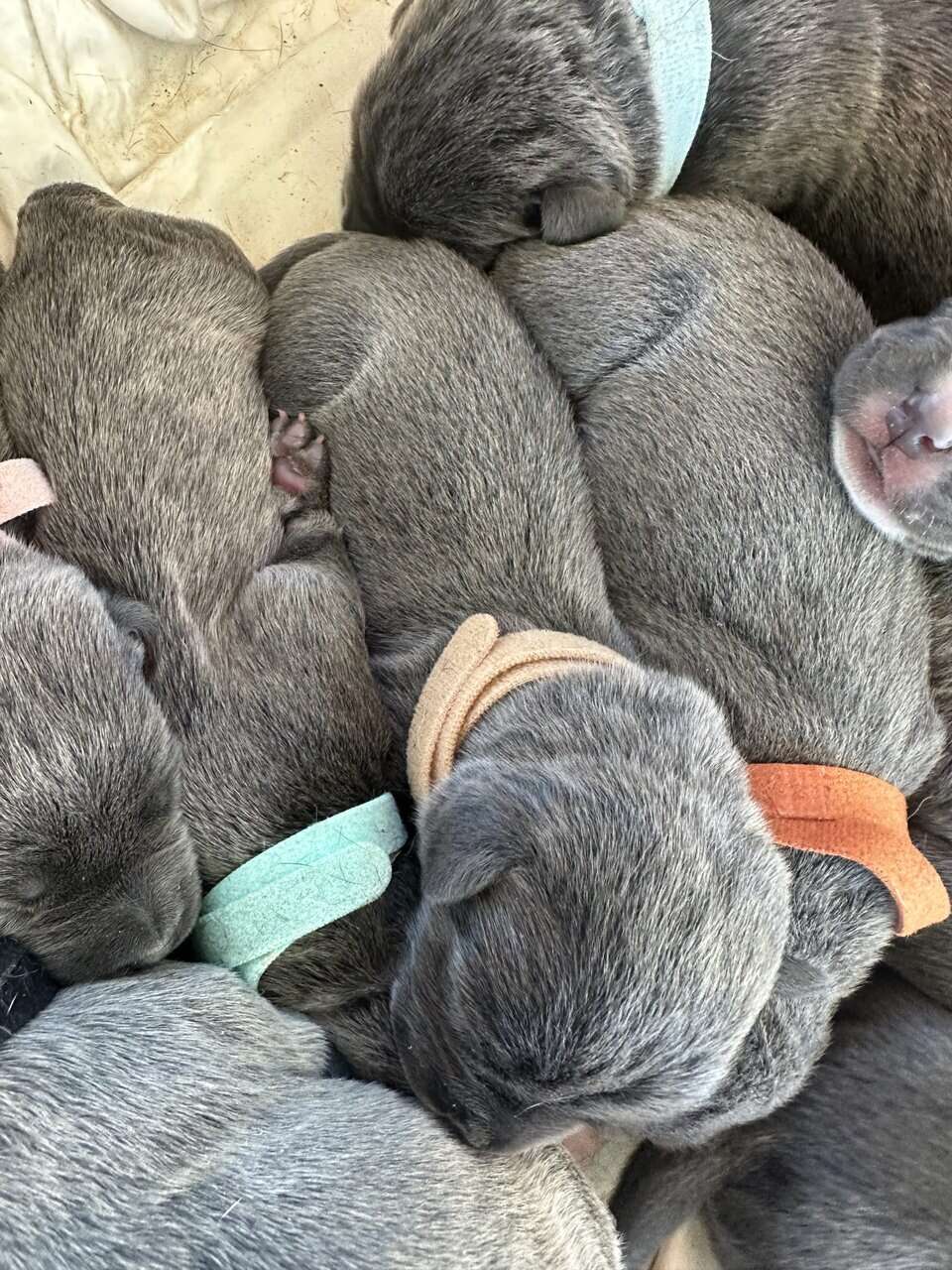 Cane Corso Mix image 11