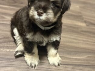 Chocolate Miniature Schnauzer