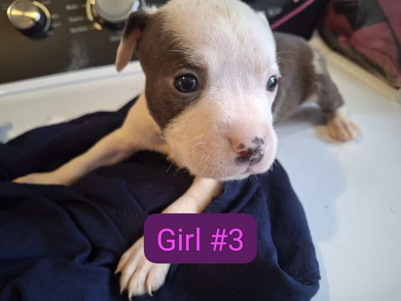 Pitbull puppies image 7