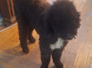 Standard Poodle Female