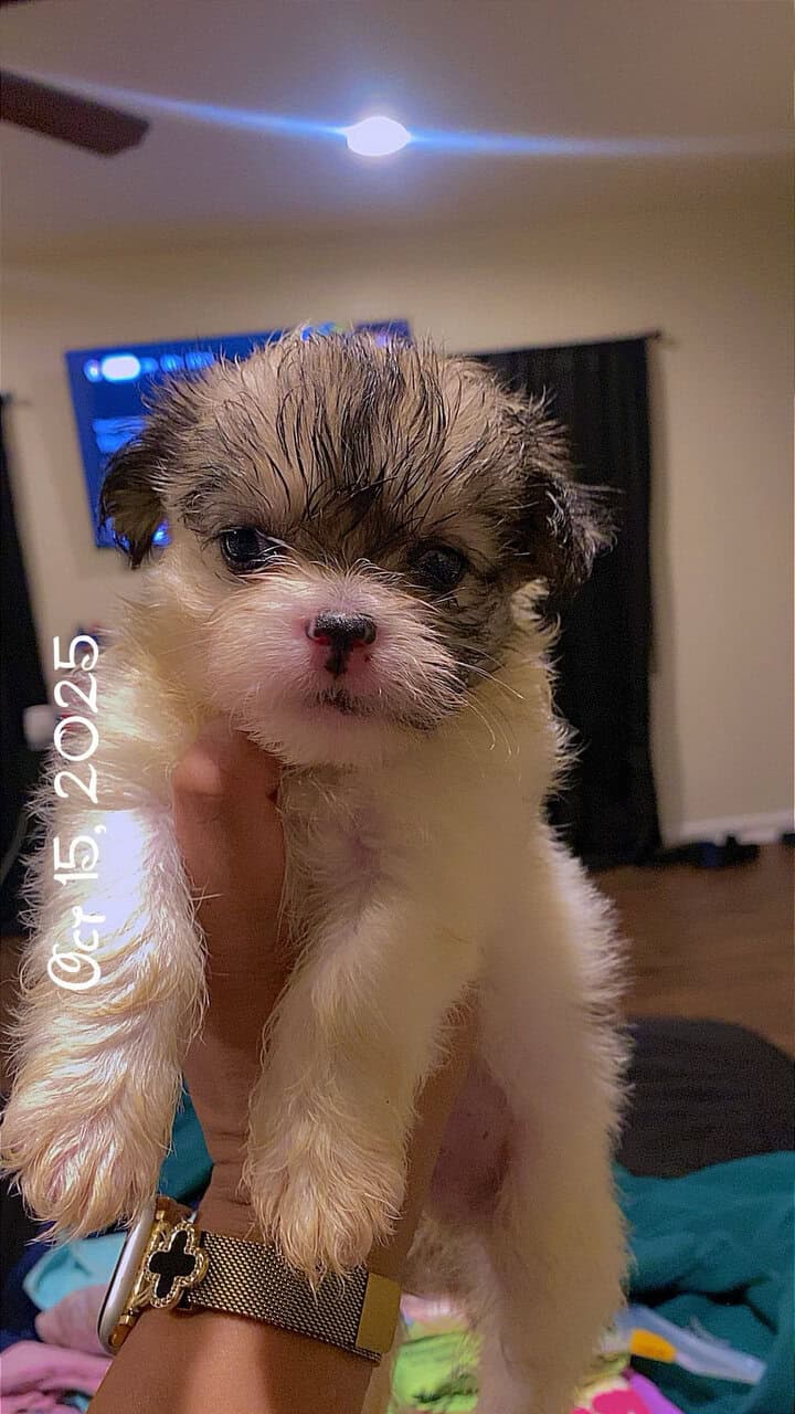 7 week old Shih Tzu image 1