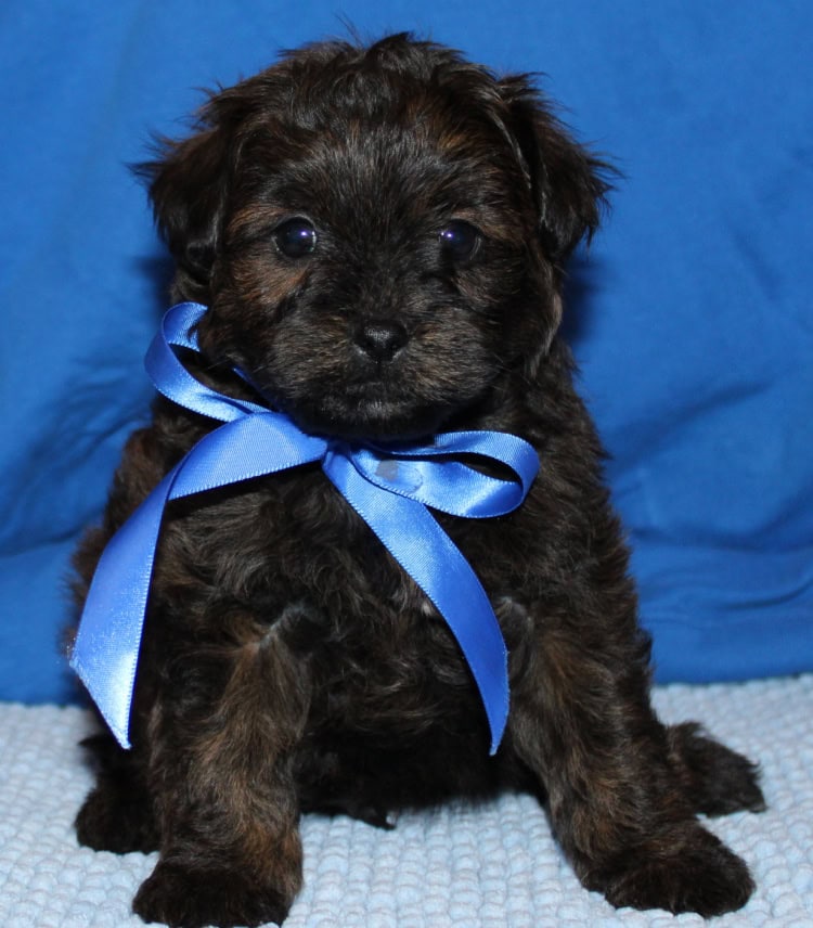 Pomapoo puppies image 4