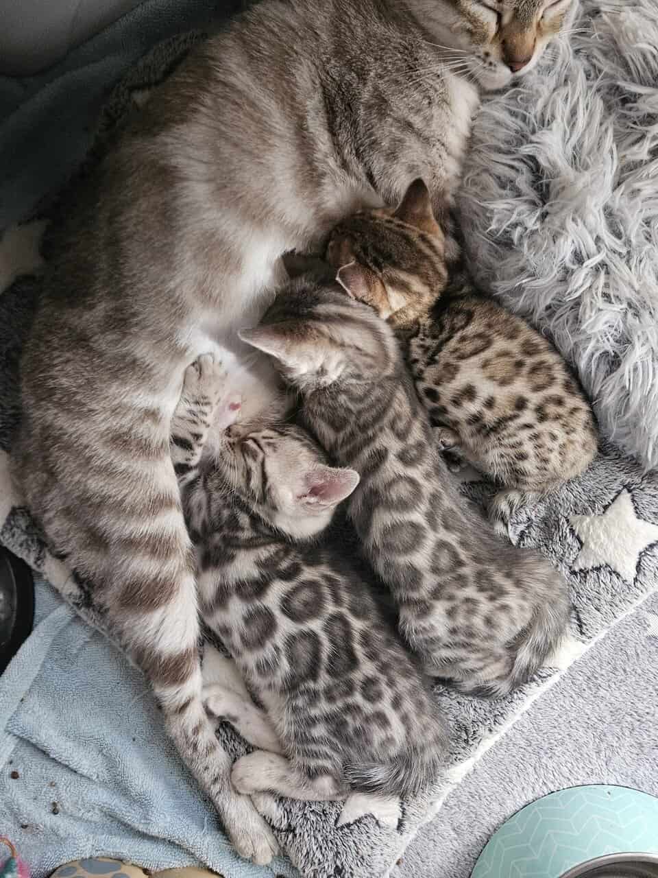 BENGAL KITTENS image 1