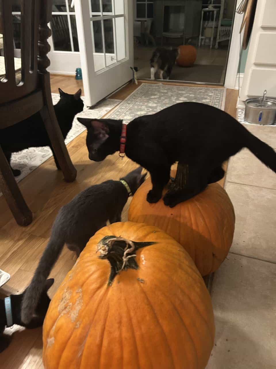 🐾 Bonded Black Kittens & Gray Pal – Shallotte NC image 4