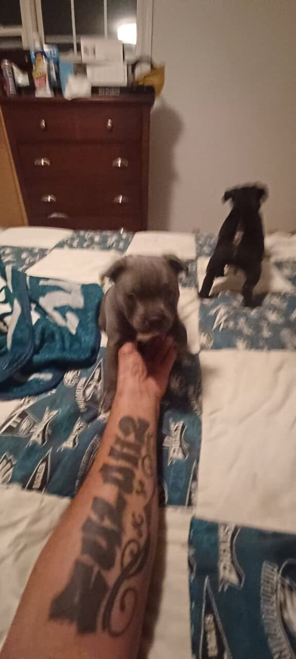 Staffordshire bull terrier pups image 9