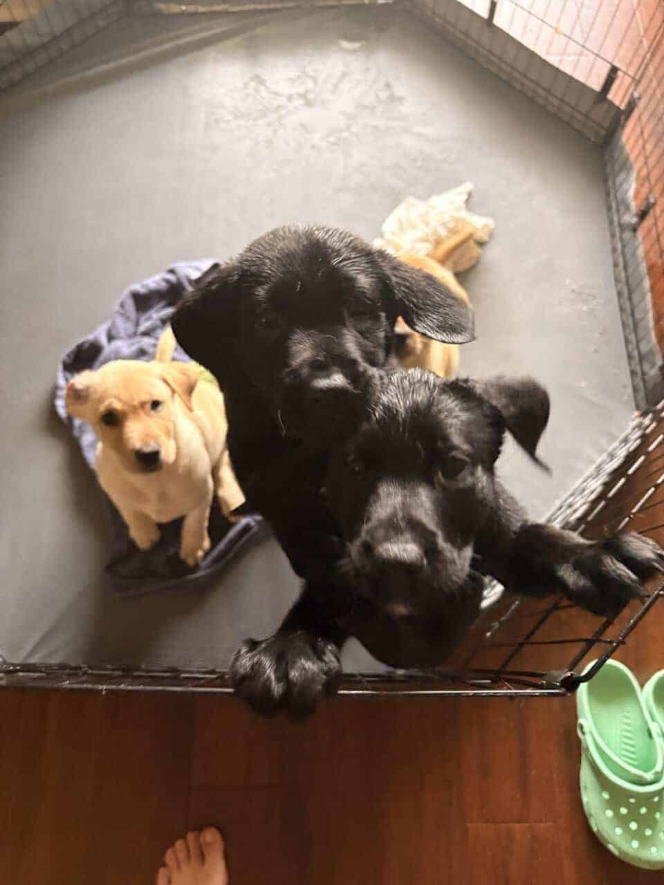 Labrador puppies image 8