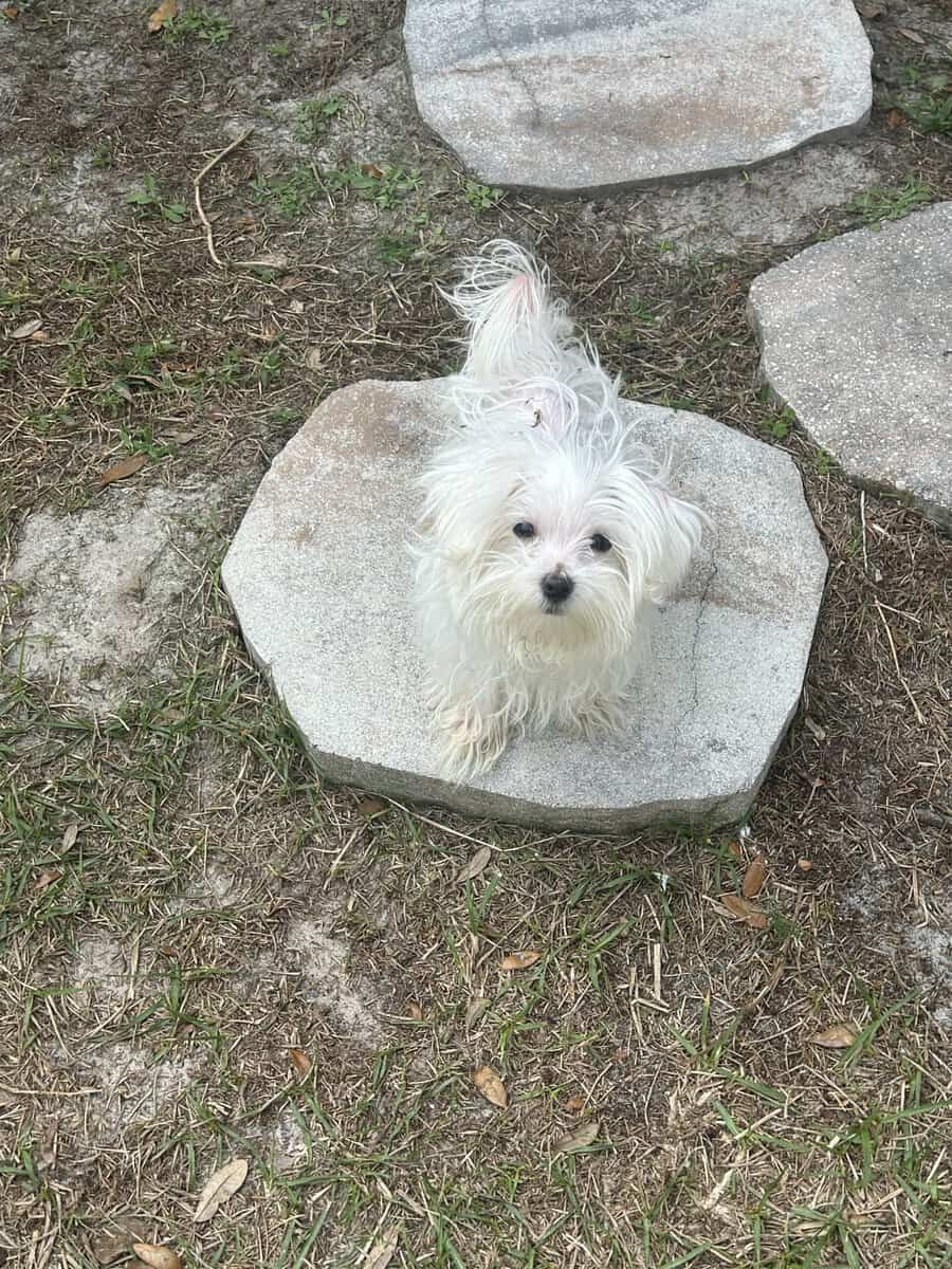 Male ( Maltese Puppy) image 3