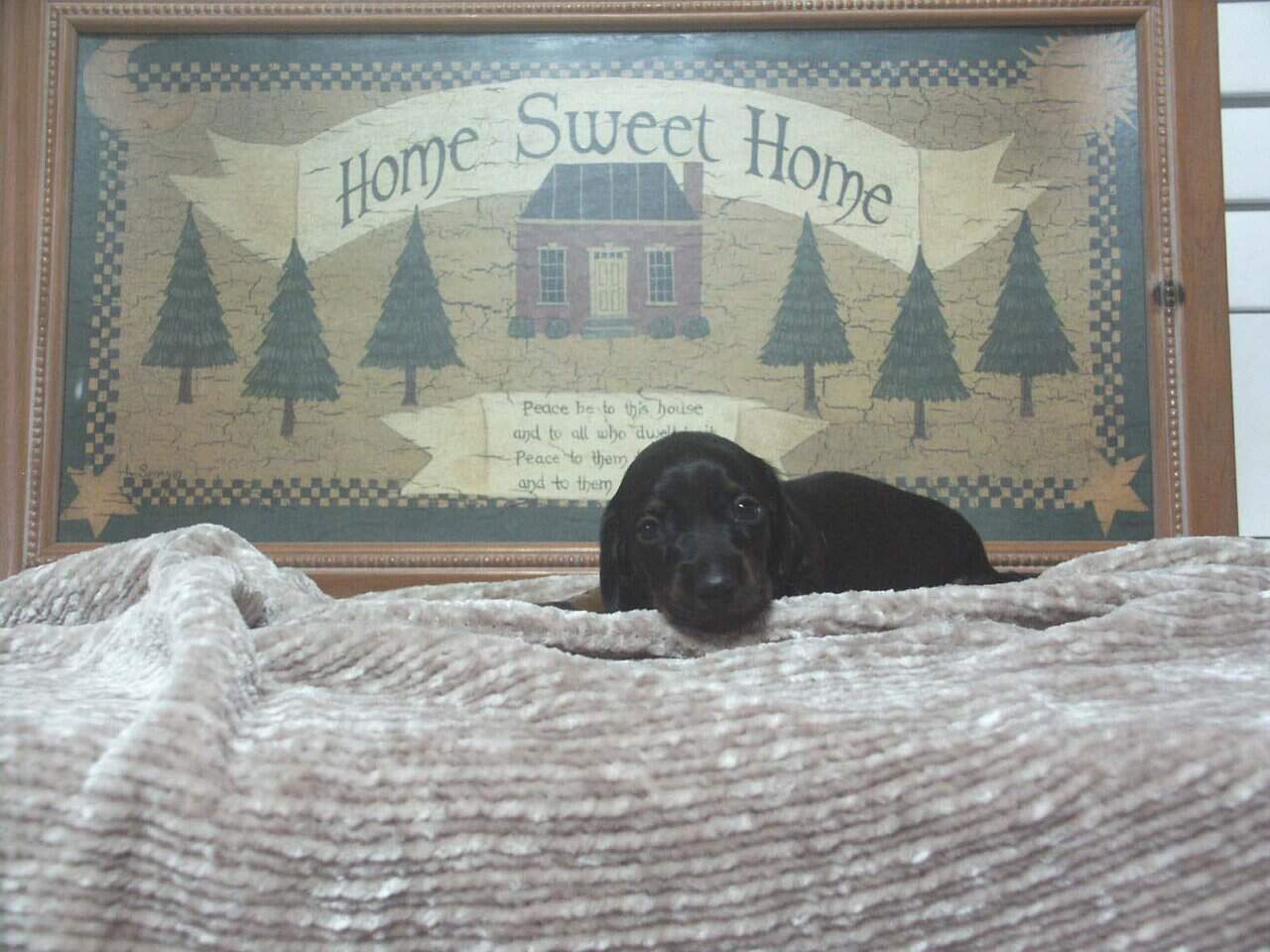 Dachshund puppies for sale image 4