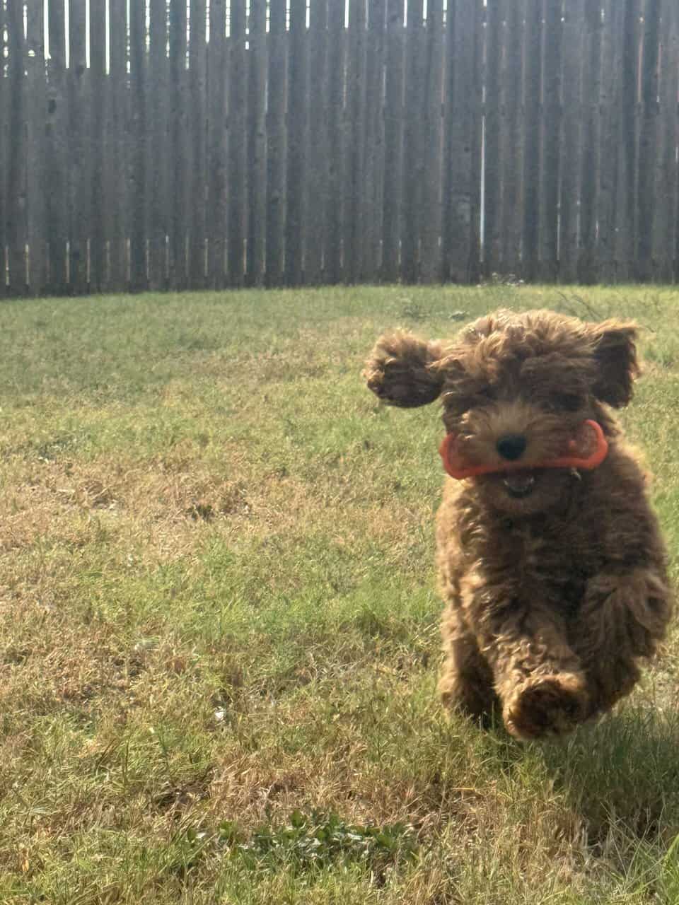 Goldendoodle Puppy image 2