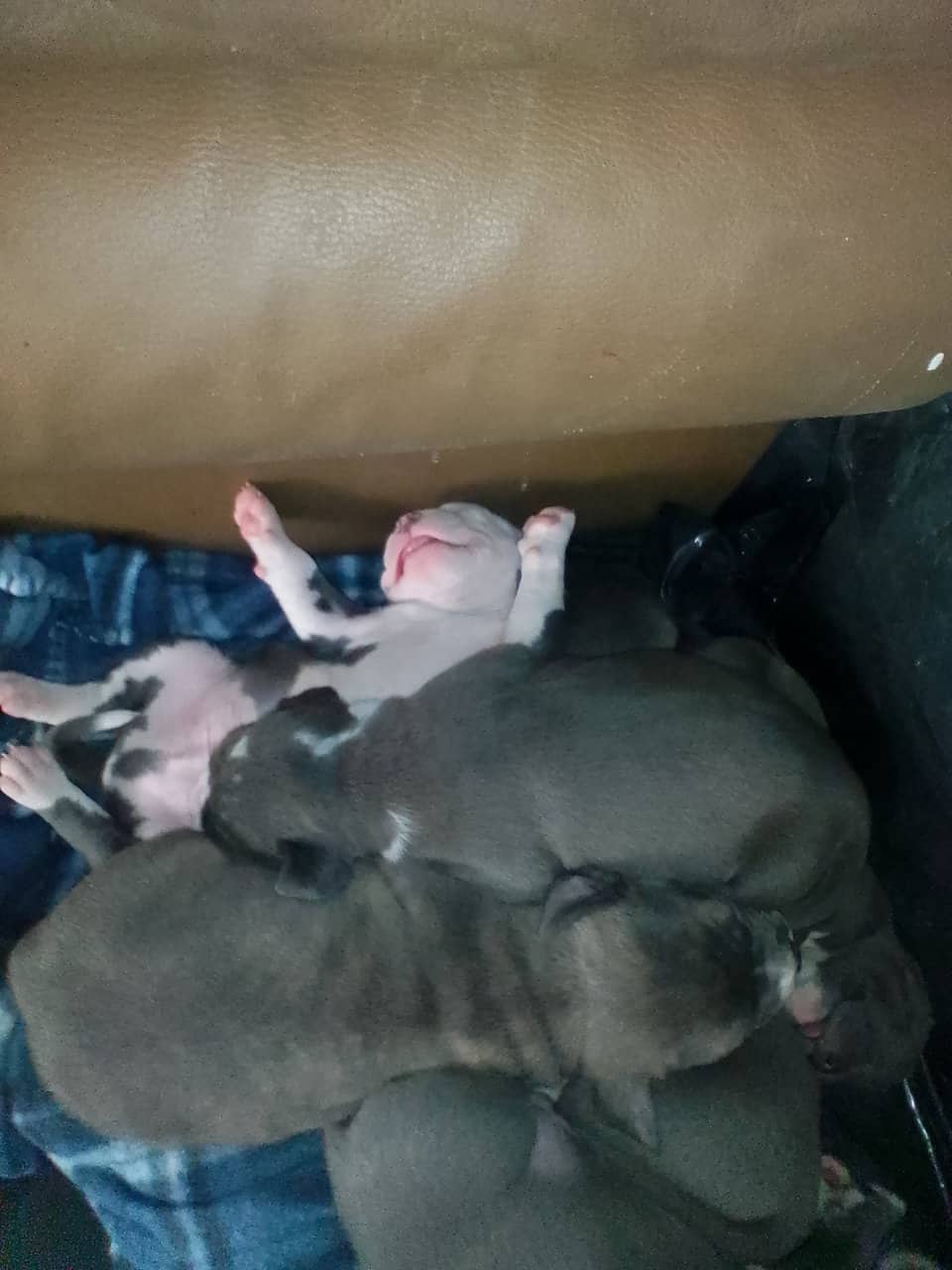 8 American bully/Staffordshire terrier puppies image 2