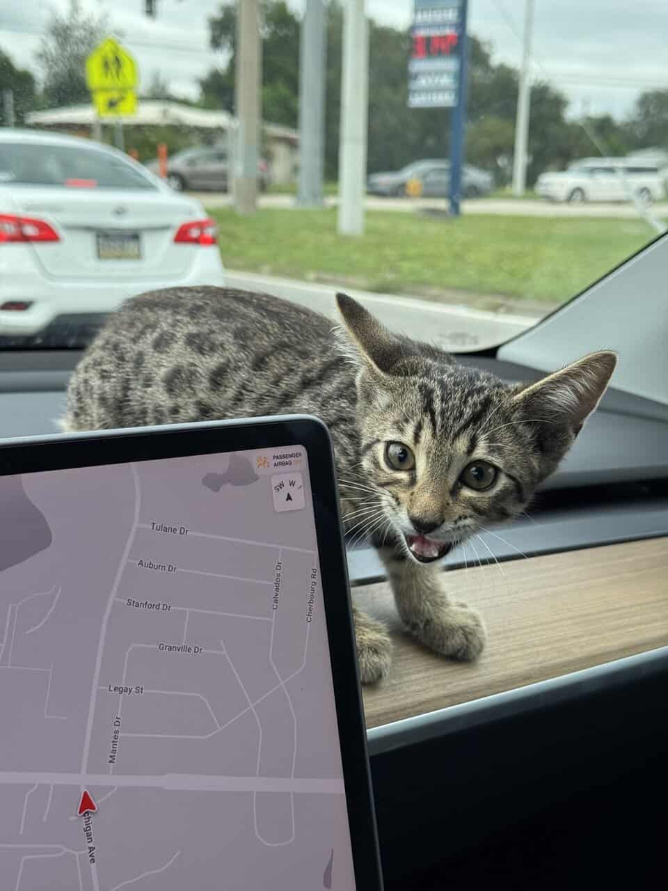 Savannah Tabby image 6