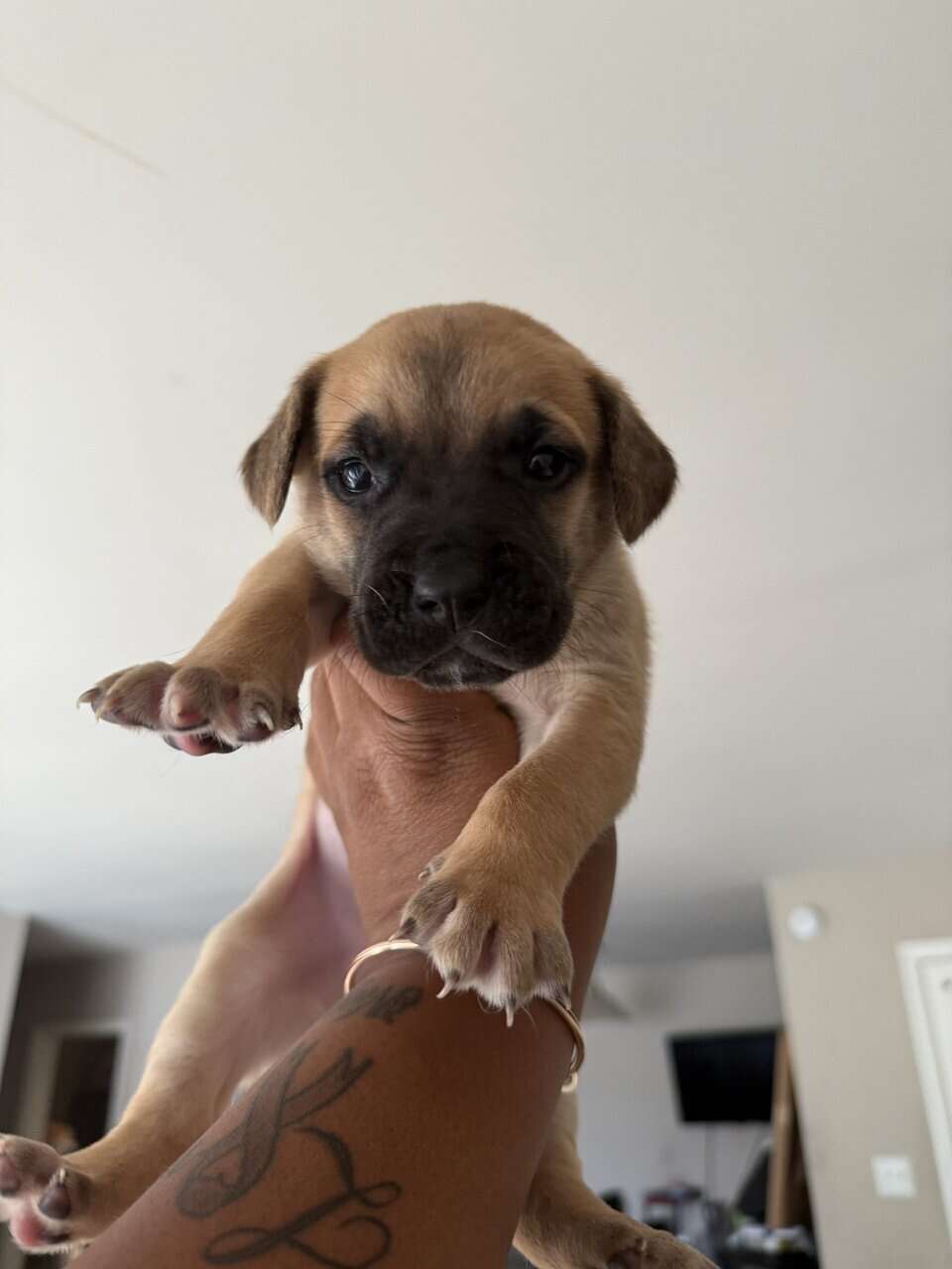 Puppies looking for new home (Males) image 11