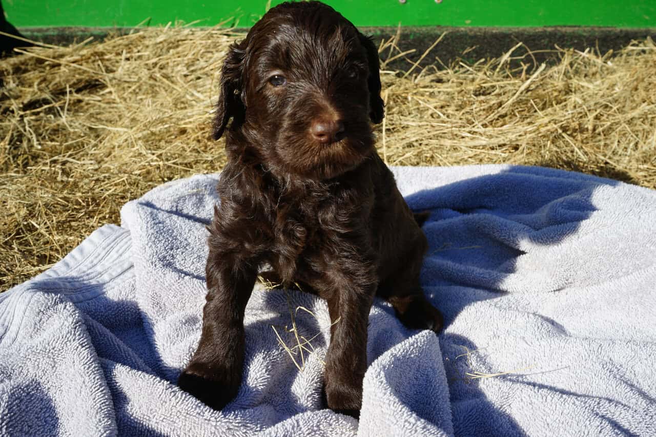 Beautiful Goldendoodle puppies image 2