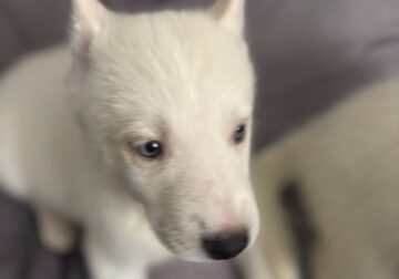 🐾 Pomsky Puppies Available – Ready 10/11! 🐾