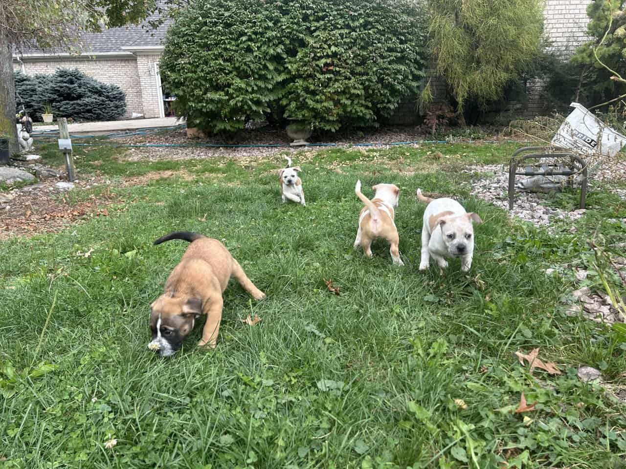 Pocket American Bully Mix Puppies image 11