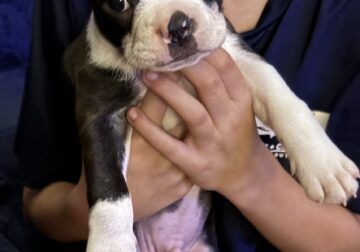 Brindle Boston terrier