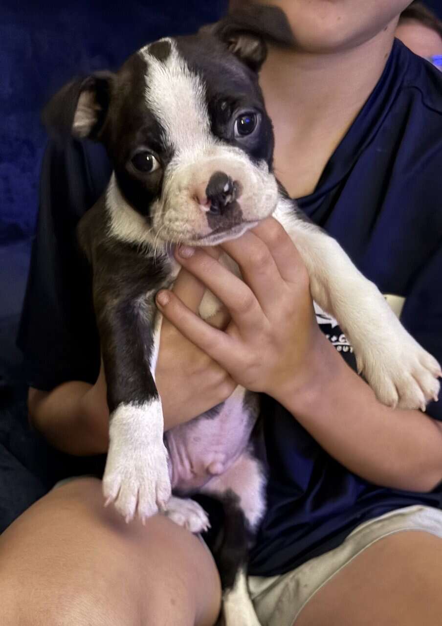 Brindle Boston terrier image 1