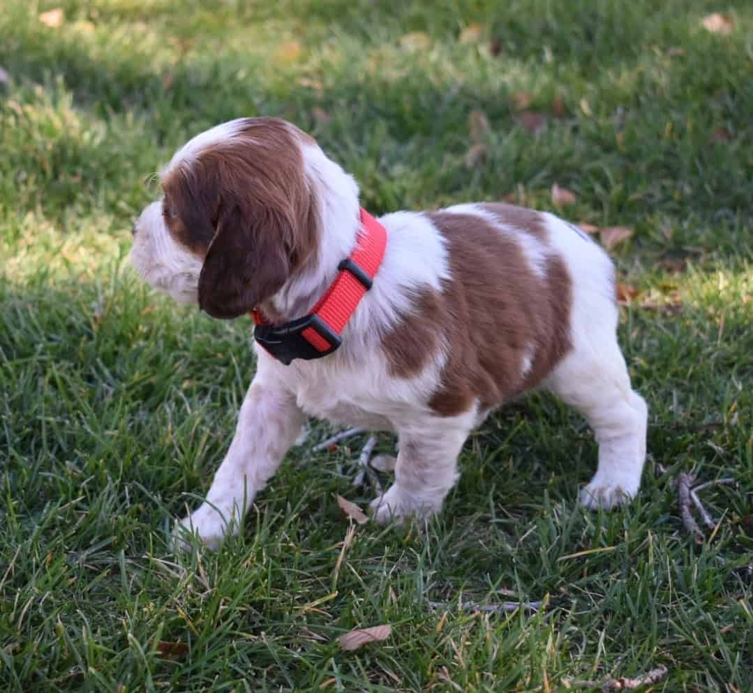 English Springer Spaniels image 14