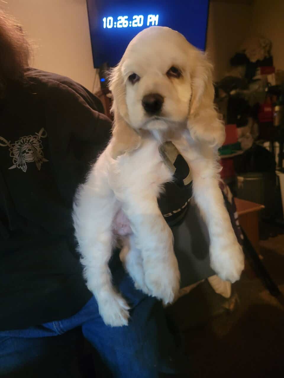 Cocker spaniel puppies image 2