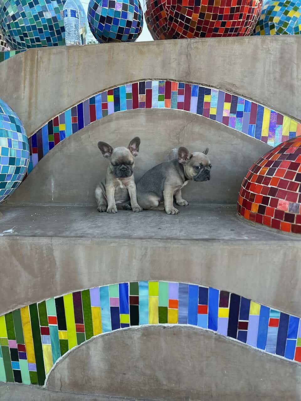 Amazing French Bulldogs for Sale image 5