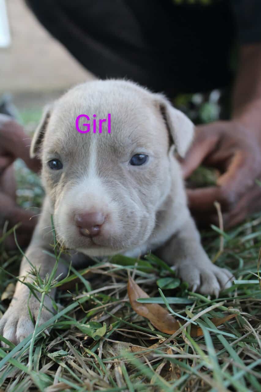 Pitbull Puppies image 4
