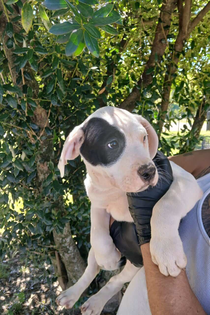 Hulk, American Pit Bull Terrier Puppy image 7
