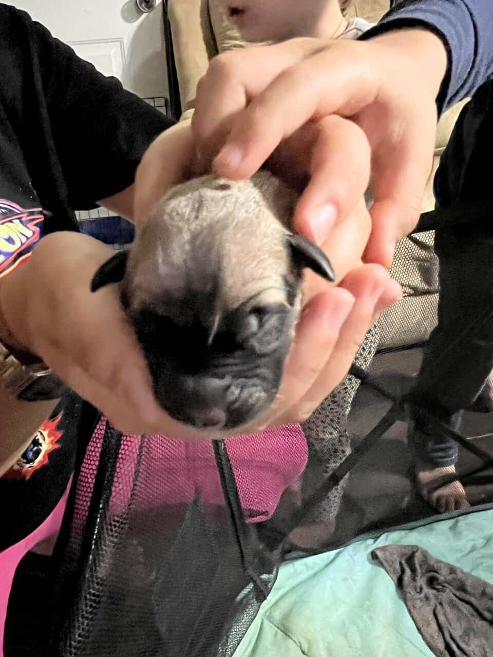 Legacy AKC English Mastiff Puppies—Brindle & Tan image 12