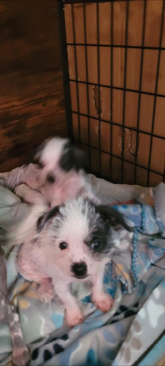 Crested malts image 4