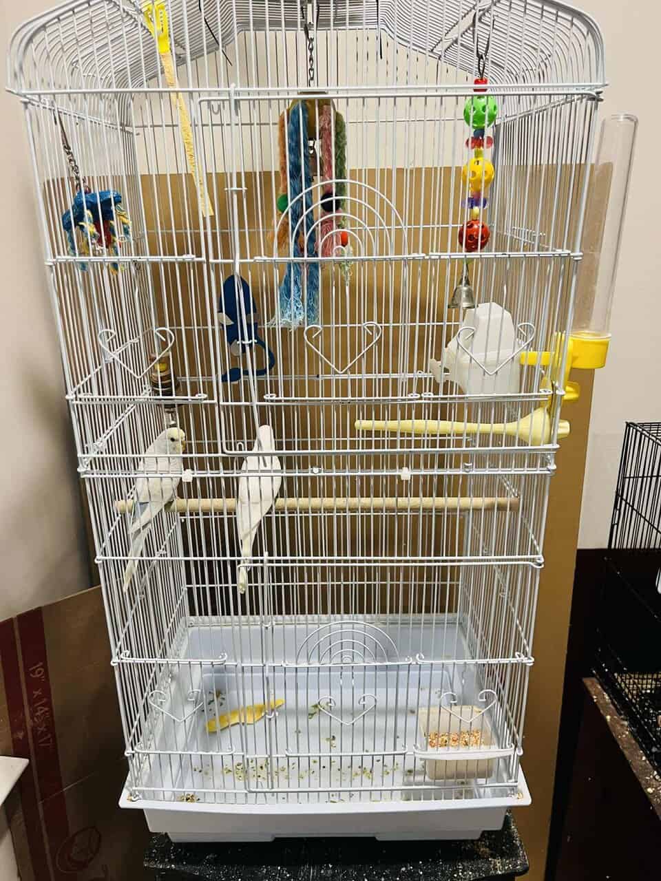 Parakeets & Lovebirds – Myrtle Beach image 4