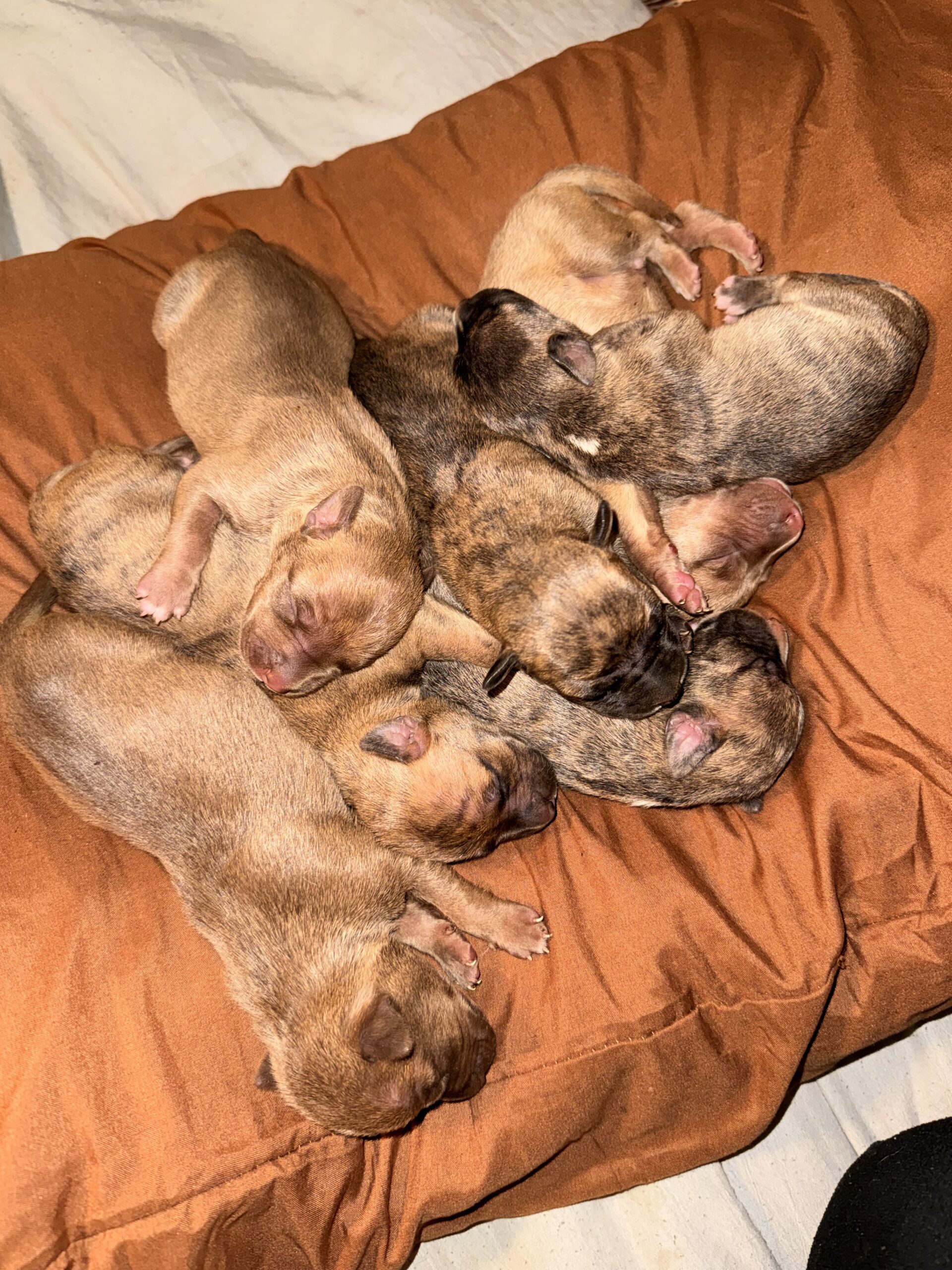 New puppies looking for new home image 1