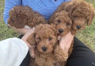 Mini Goldendoodle puppies