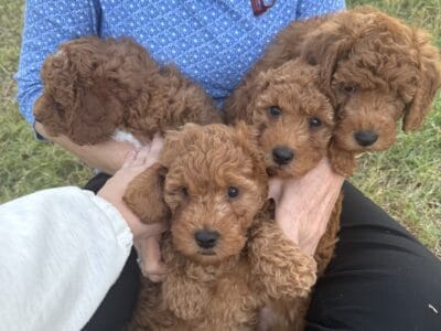 Mini Goldendoodle puppies