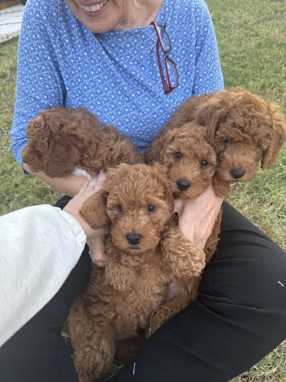 Mini Goldendoodle puppies image 1