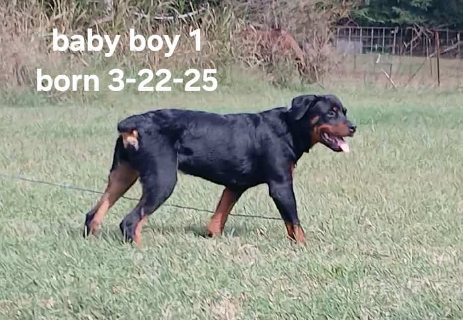 AKC registered German Rottweiller image 2