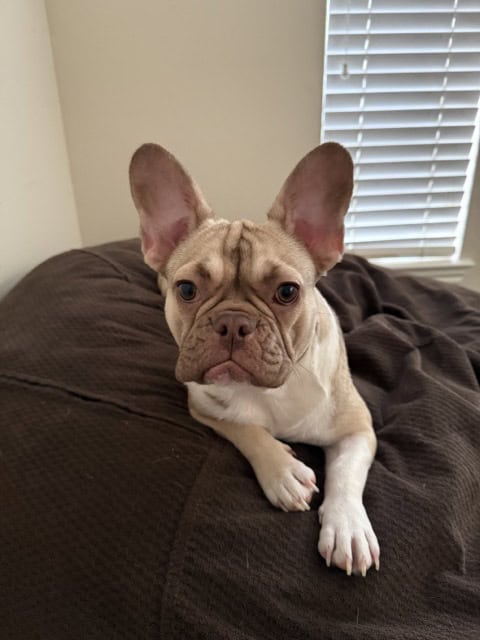 Rehoming Lovable French Bulldog image 2